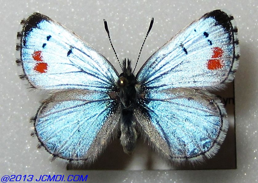 Philotes sonorensis (Sonoran Blue) butterfly life cycle image